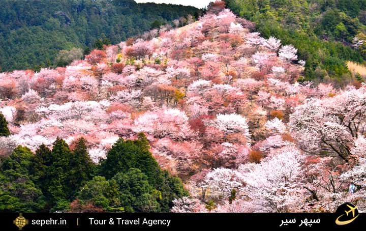 کوه یوشینو-جاذبه ی گردشگری در ژاپن-خرید بلیط هواپیما